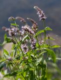 Mentha asiatica