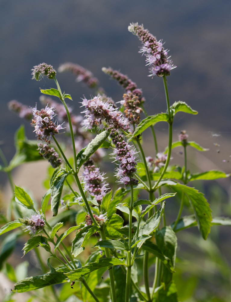 Изображение особи Mentha asiatica.