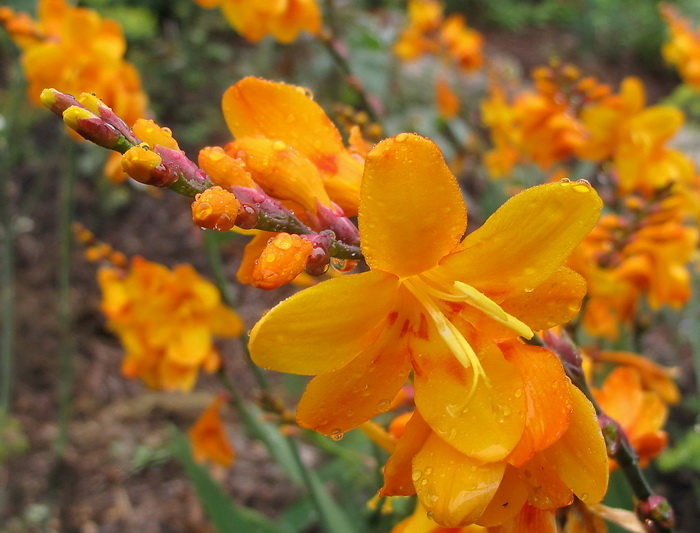 Image of Crocosmia &times; crocosmiiflora specimen.