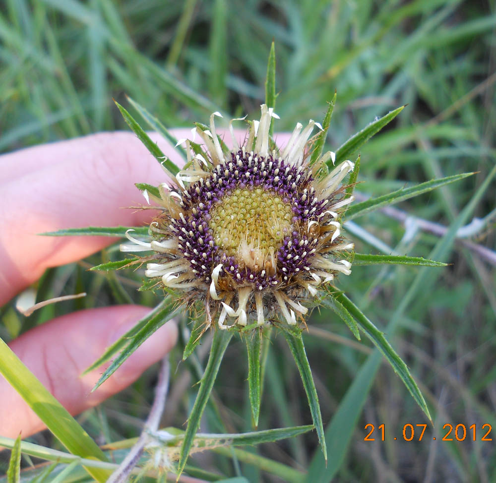 Image of Carlina biebersteinii specimen.