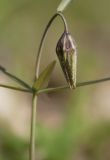 Fritillaria maximowiczii. Верхушка растения с бутоном. Амурская область, Хинганский заповедник, Хинганское лесн., корд. Эракта. 17.05.2012.