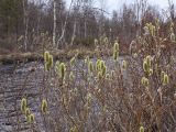 Salix lanata