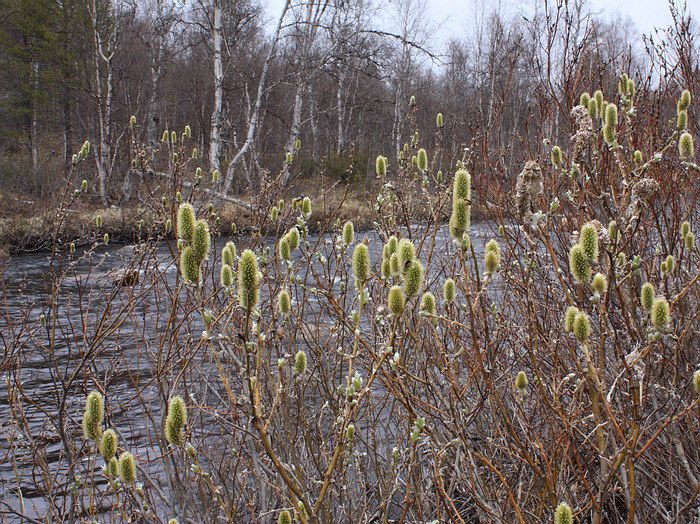 Image of Salix lanata specimen.