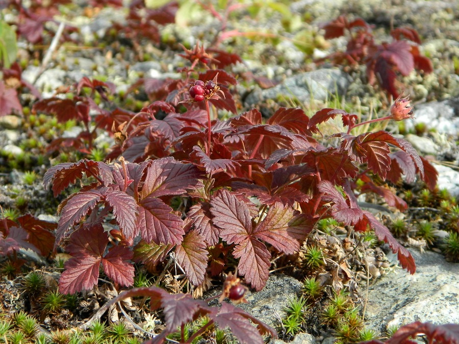 Изображение особи Rubus arcticus.