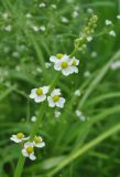 Sagittaria trifolia