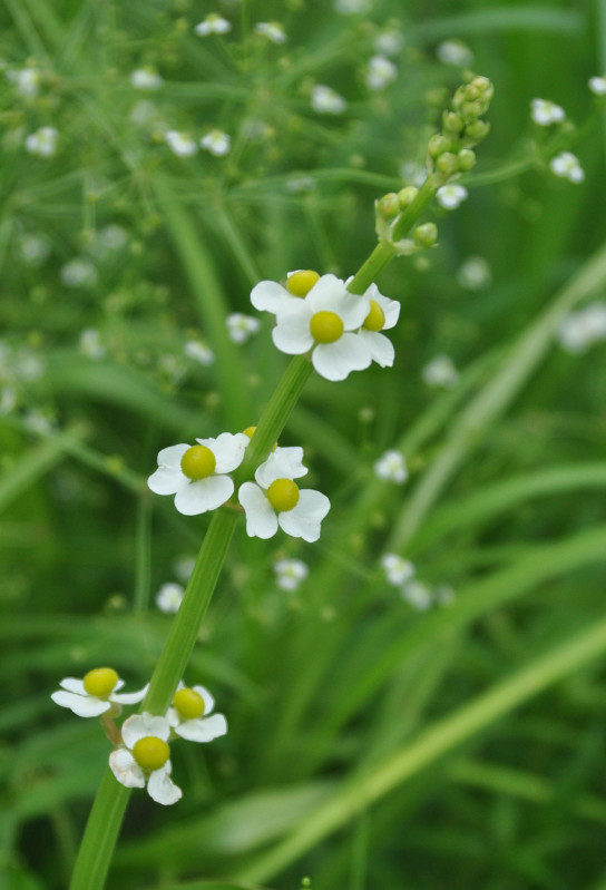 Изображение особи Sagittaria trifolia.