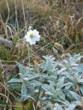 Cerastium biebersteinii