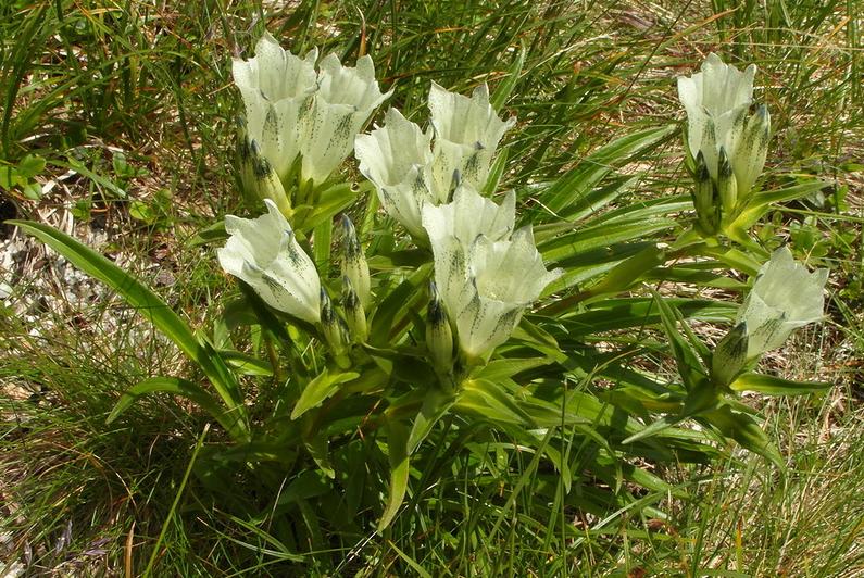 Image of Gentiana algida specimen.