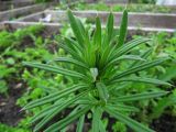 Galium aparine