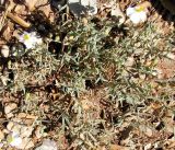 Helianthemum apenninum