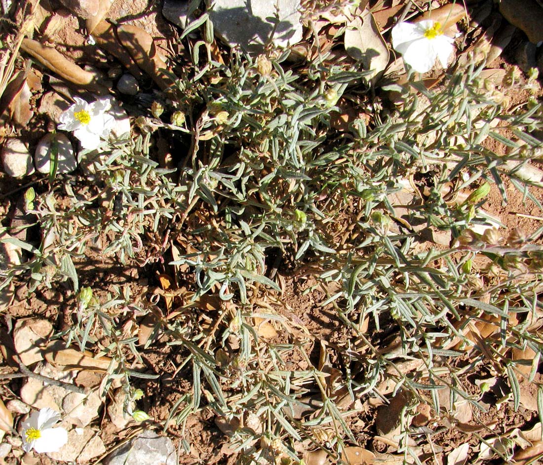 Изображение особи Helianthemum apenninum.