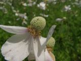 Anemone sylvestris