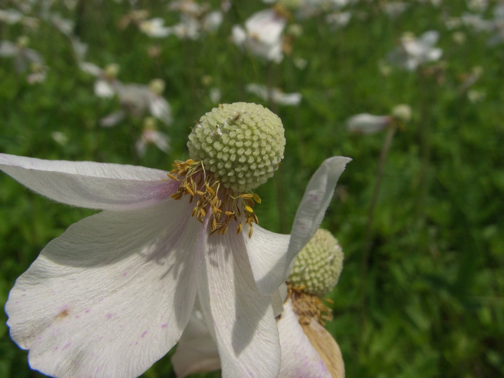 Image of Anemone sylvestris specimen.