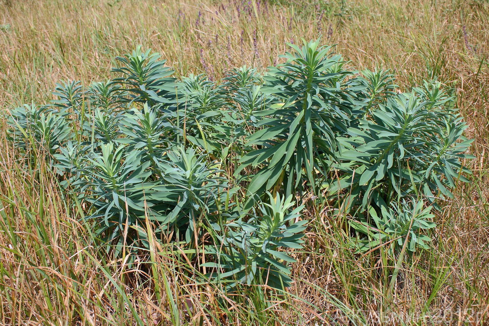 Изображение особи Euphorbia stepposa.