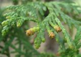 Thuja occidentalis