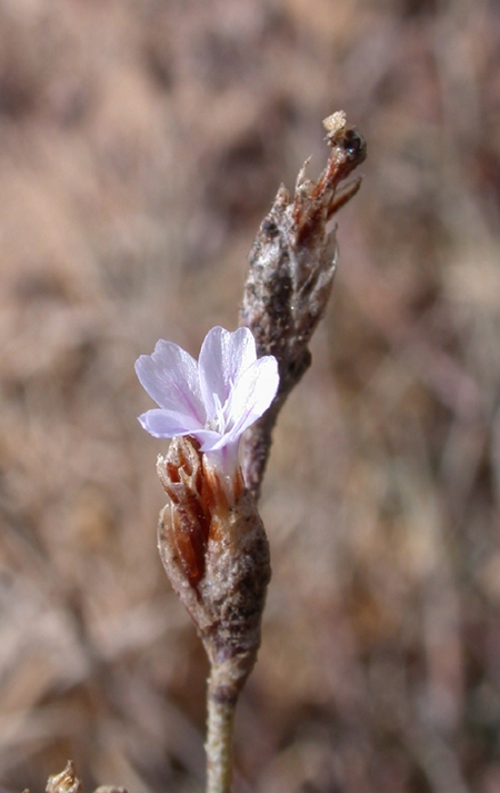 Image of Limonium galilaeum specimen.