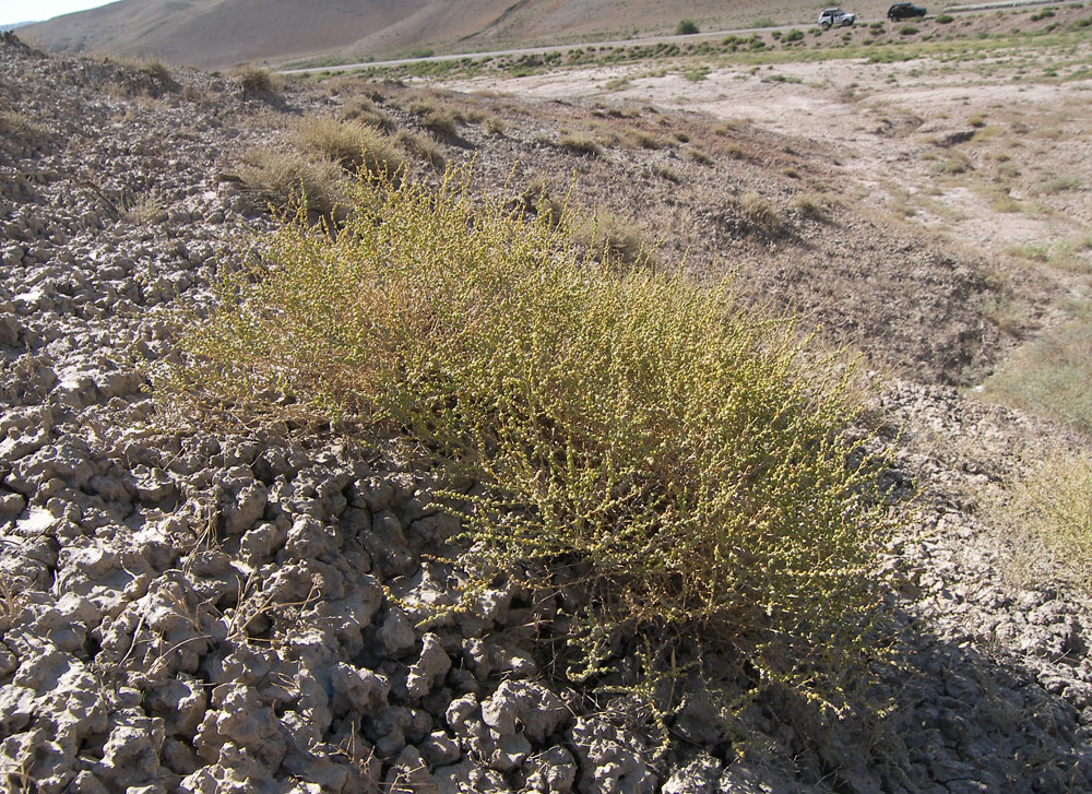 Изображение особи Salsola dendroides.