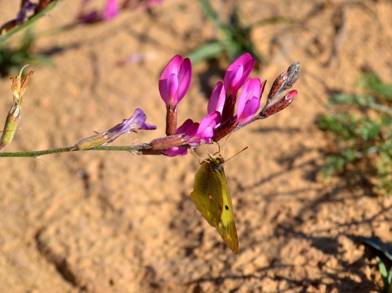 Изображение особи Astragalus varius.