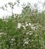 Gypsophila altissima. Часть соцветия с цветками и завязавшимися плодами. Иркутская обл., г. Бодайбо, правый борт долины р. Витим. 14.07.2012.