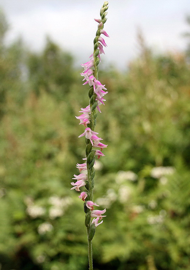 Image of Spiranthes australis specimen.