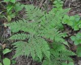 Pseudocystopteris spinulosa. Вайя. Хабаровский край, Амурские столбы. 21.07.2012.