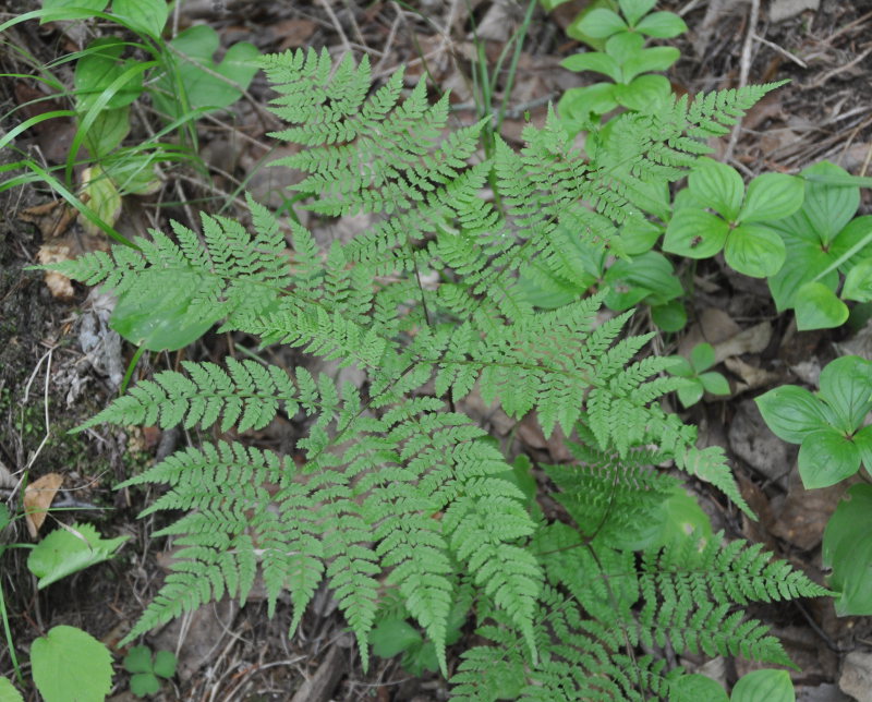 Image of Pseudocystopteris spinulosa specimen.