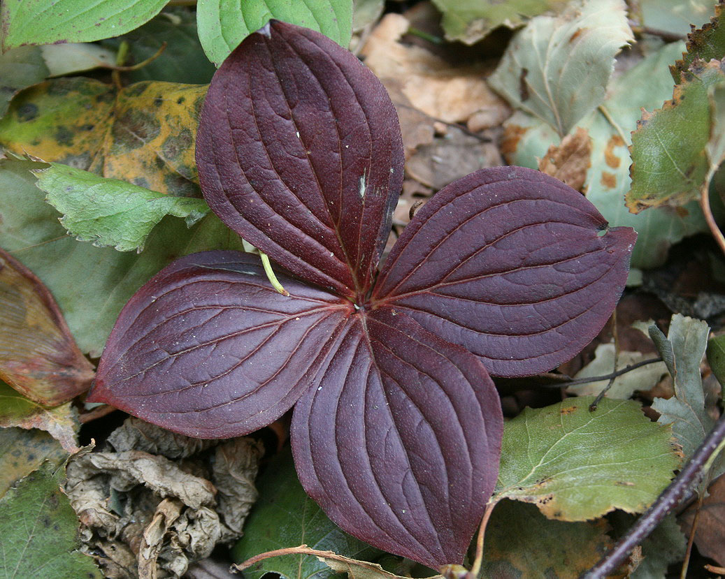 Изображение особи Chamaepericlymenum canadense.