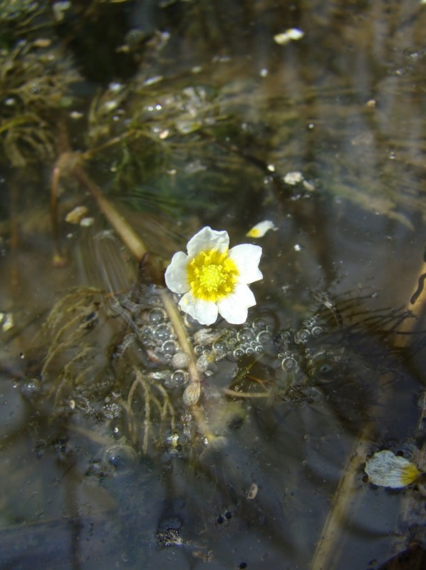 Image of Ranunculus rionii specimen.