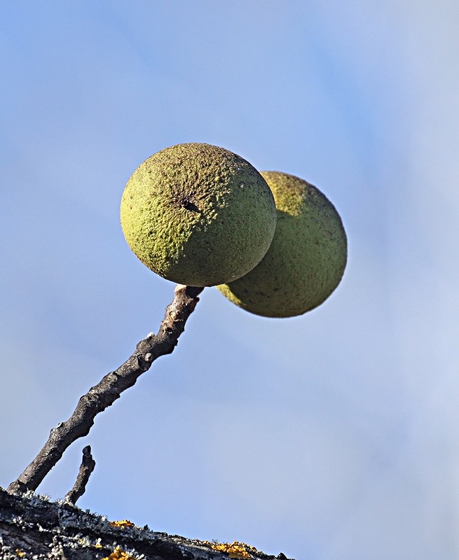 Image of Juglans nigra specimen.