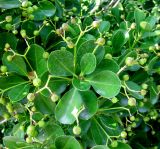 Euonymus japonicus. Верхушки побегов с незрелыми соплодиями. Хорватия, Истрия, г. Мотовун, небольшой сад у дома. 06.09.2012.