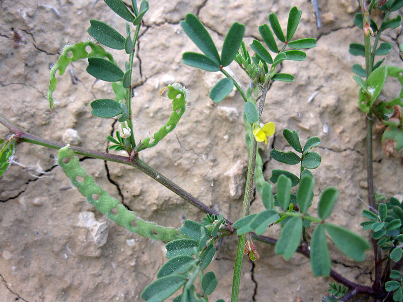 Image of Hippocrepis unisiliquosa specimen.