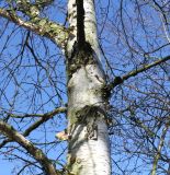 genus Betula. Ствол и ветви в нижней части кроны. Германия, г. Кемпен, в городском саду. 05.03.2013.