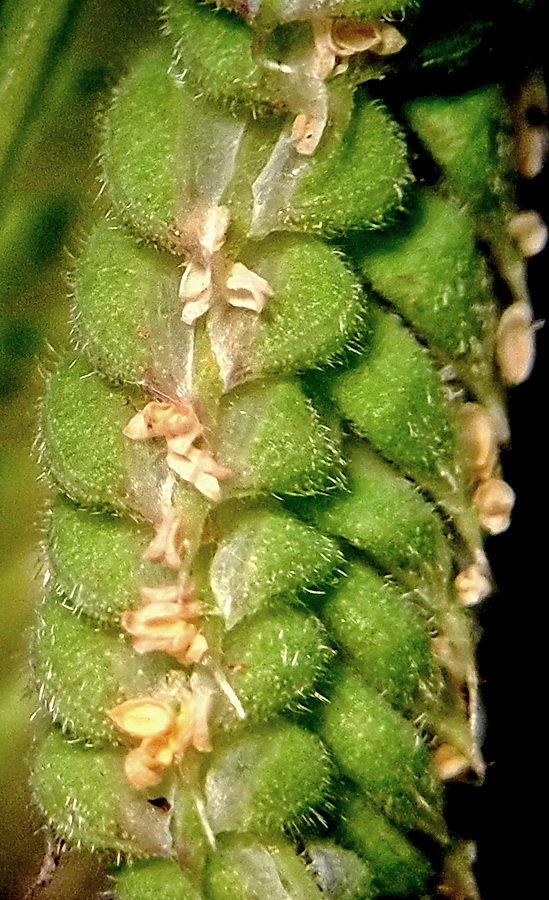 Image of Beckmannia hirsutiflora specimen.