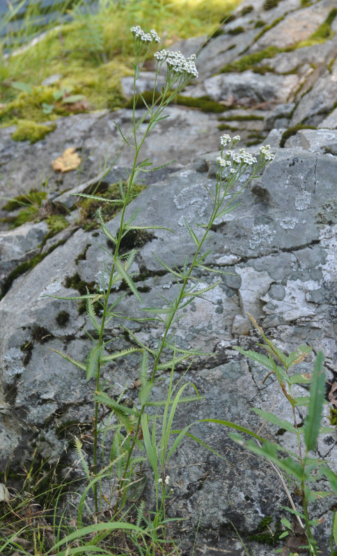 Image of Achillea alpina specimen.