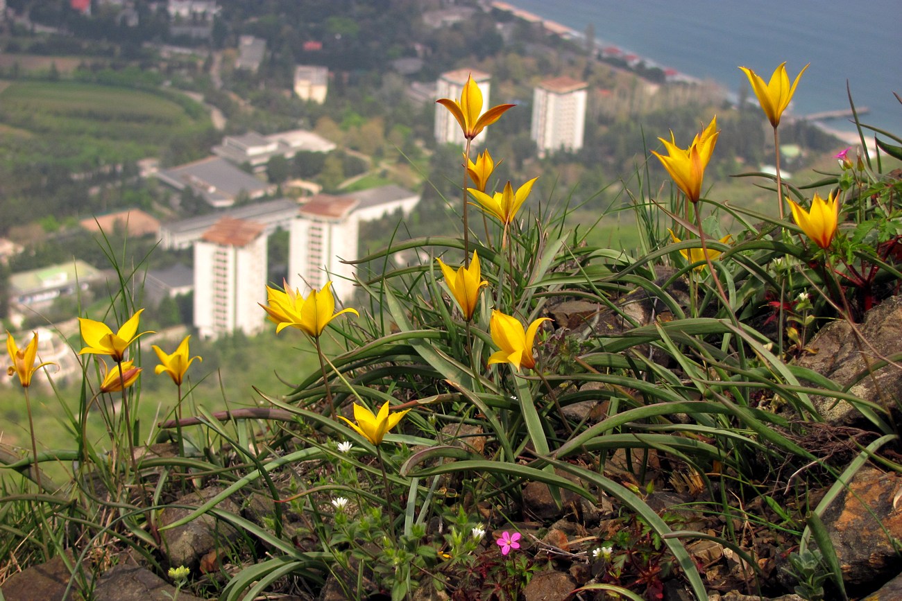 Изображение особи Tulipa australis.