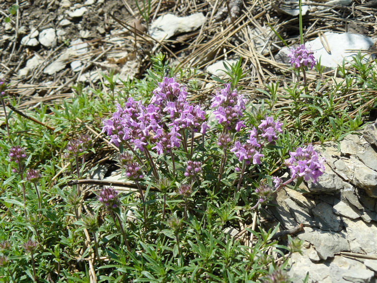 Изображение особи Thymus roegneri.