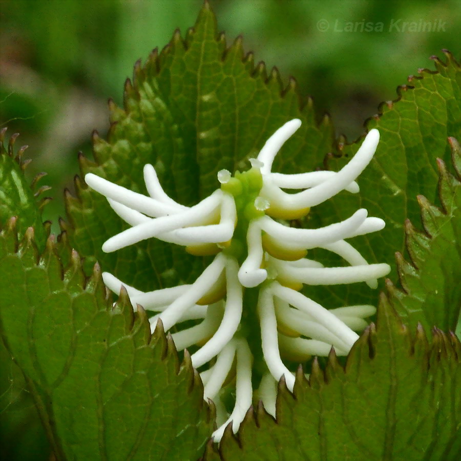 Изображение особи Chloranthus quadrifolius.