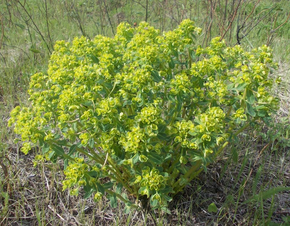 Image of Euphorbia jenisseiensis specimen.