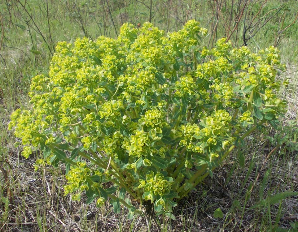 Изображение особи Euphorbia jenisseiensis.