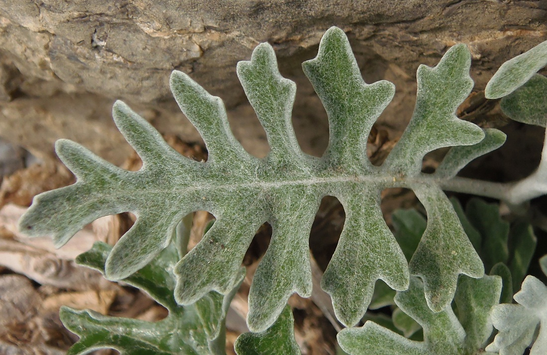 Изображение особи Senecio cineraria.