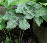 Sinopodophyllum hexandrum