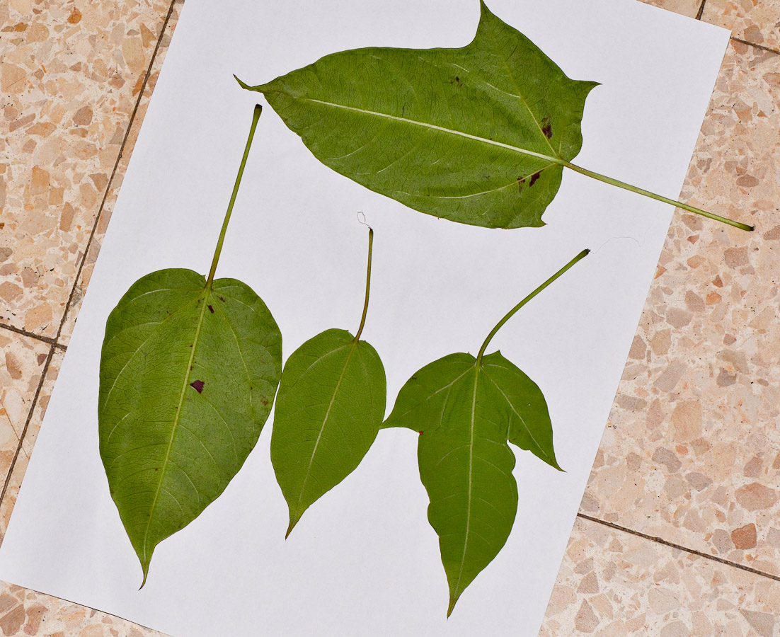 Image of Jatropha integerrima specimen.