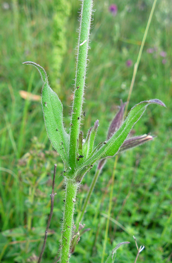 Image of Silene noctiflora specimen.