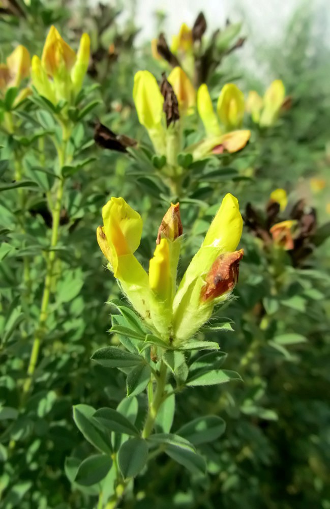 Image of Chamaecytisus austriacus specimen.