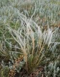 род Stipa. Плодоносящее растение. Крым, Керченский п-ов, Караларская степь. Июнь 2010 г.