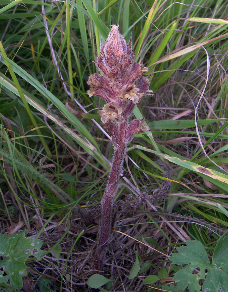 Image of Orobanche pubescens specimen.