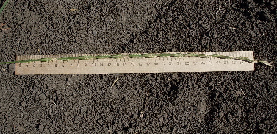 Image of Elytrigia obtusiflora specimen.