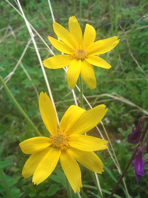 Image of Arnica iljinii specimen.
