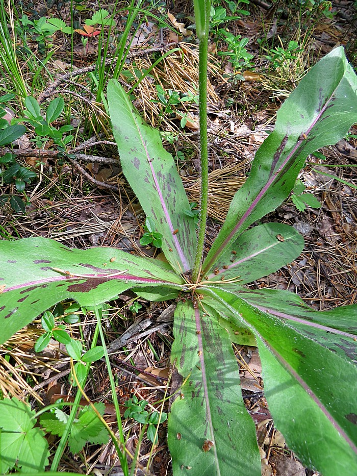 Изображение особи Trommsdorffia maculata.