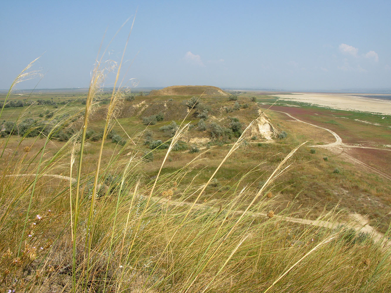 Изображение особи Stipa capillata.